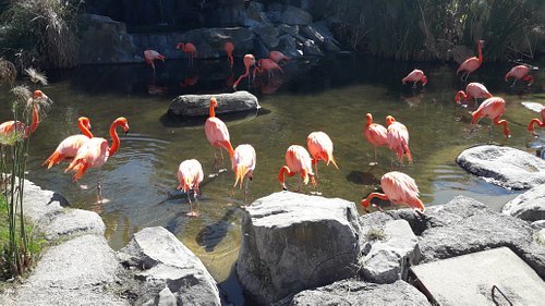 flamencos