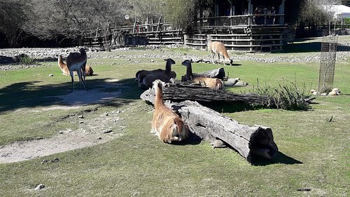 llamas