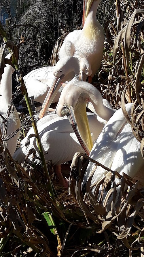pelicanos