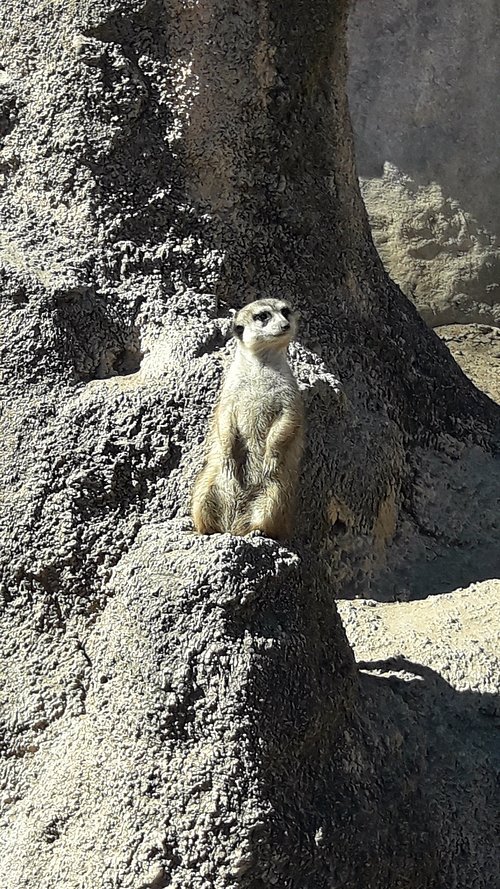 suricata