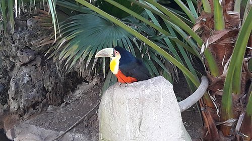 tucan